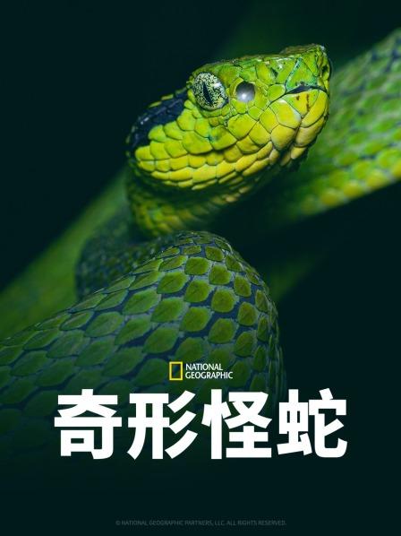 91视频网《奇形怪蛇》免费在线观看